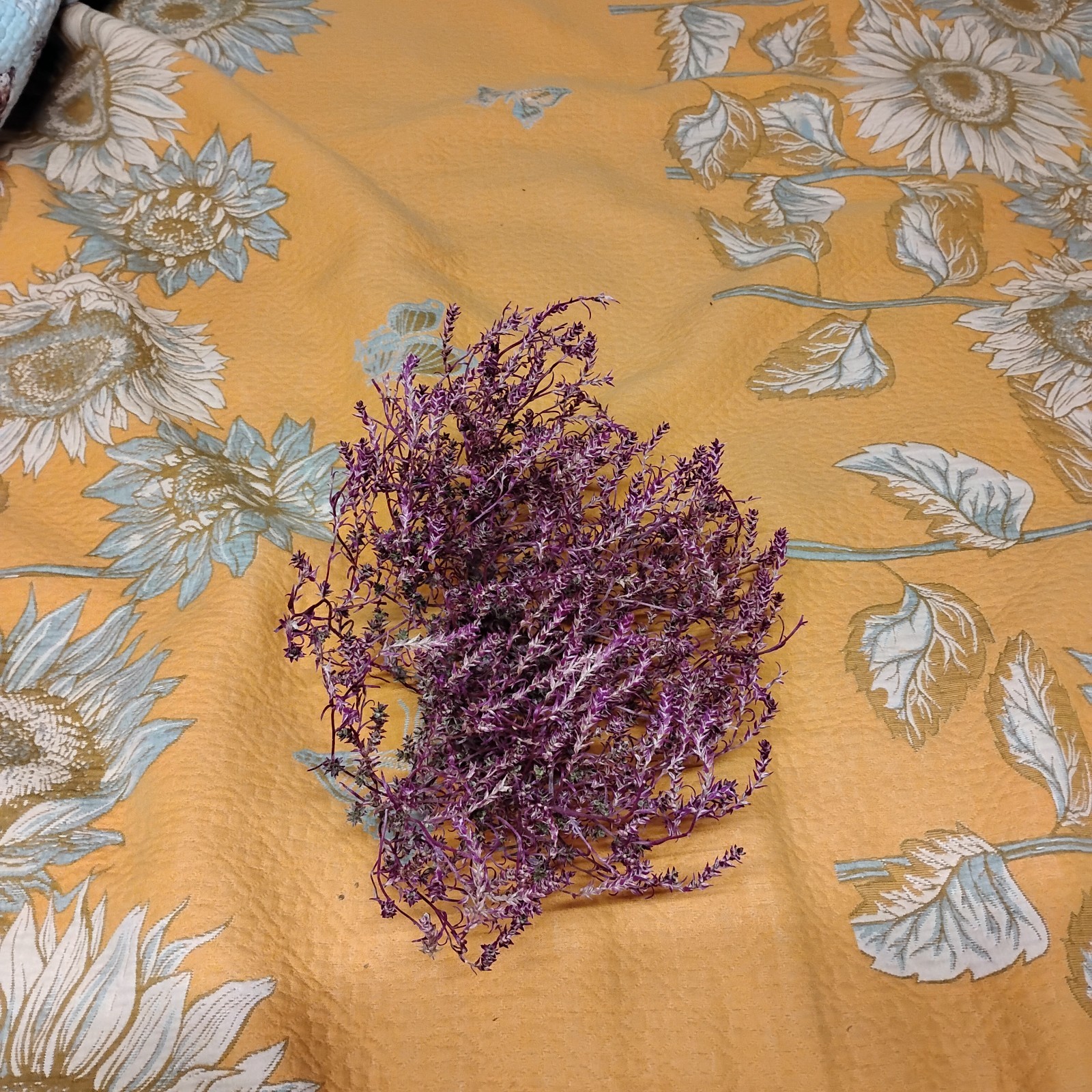 purple tumbleweed little guy