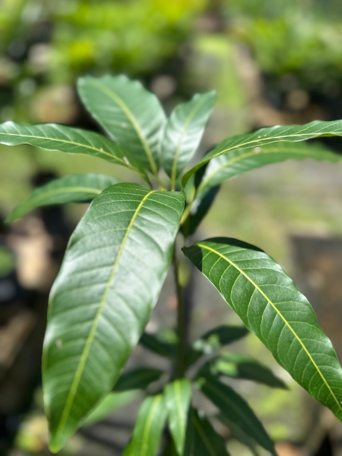 Big Grafted Mango (Mangifera ) Alphonso Live Fruit Tree (1.5-3 ft) Indica