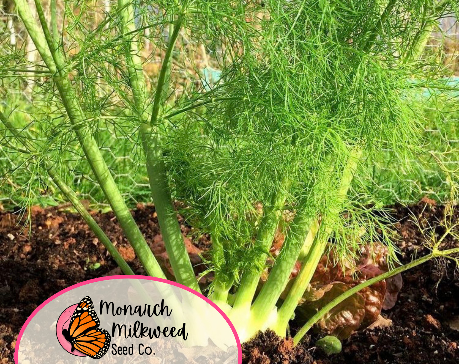 950+ Fennel Seeds ‘Florence’ | Heirloom, Non-GMO, Vegetable Gardening Seed, USA