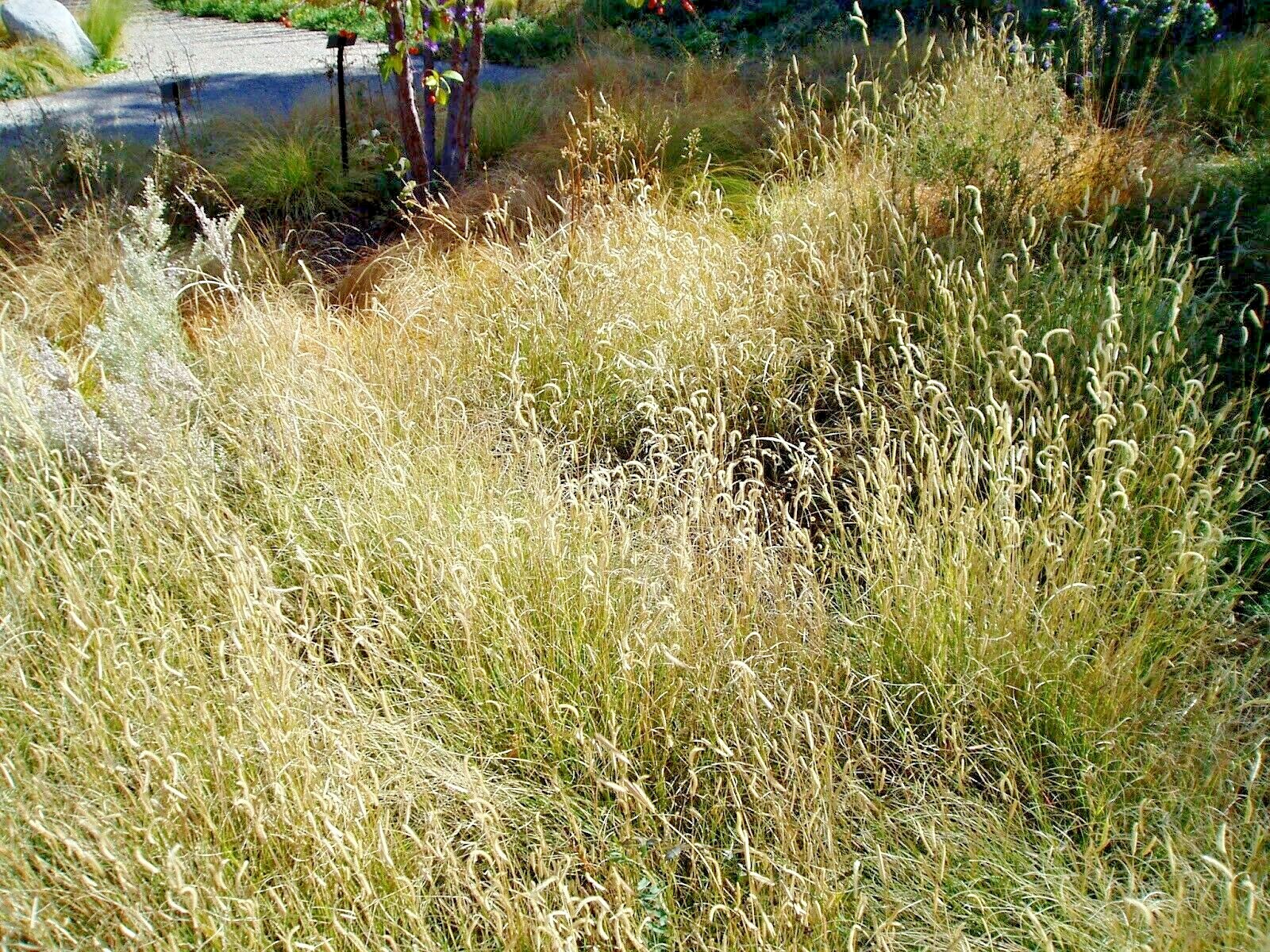 1000+BLUE GRAMA Seeds Native Prairie Grass Drought Poor Soils Low Maintenace