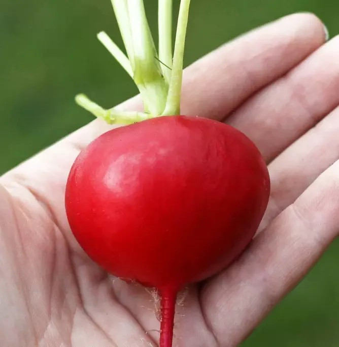 100+ GERMAN GIANT RADISH SEEDS – HEIRLOOM – ORGANIC – NON GMO — FRESH
