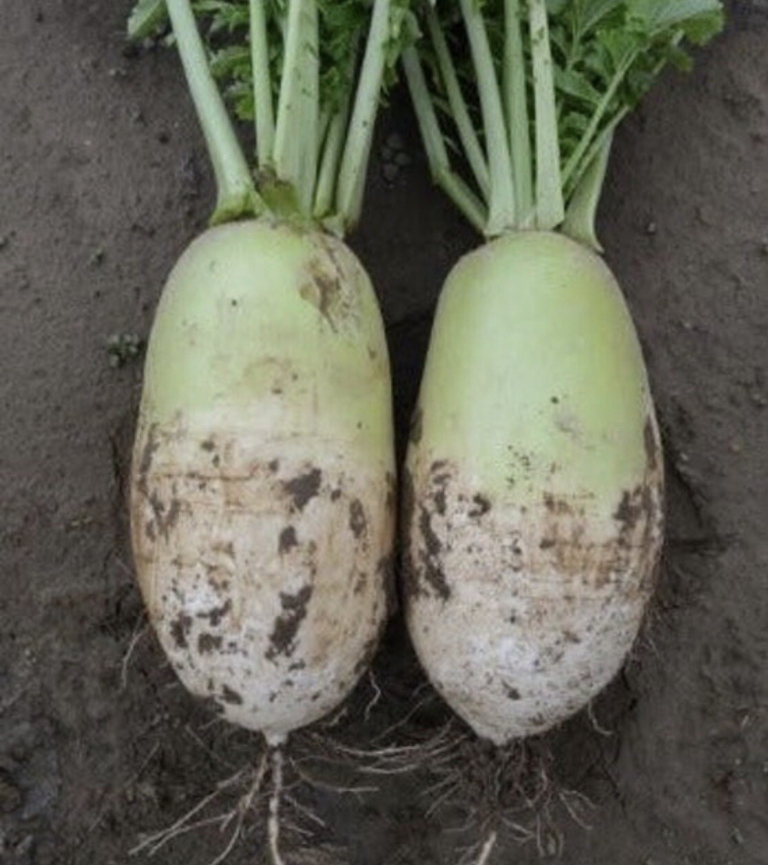 3-gram 200+ Korean Autumn Hybrid Daikon Radish seeds; Joseon Mu 조선무 朝鮮白蘿蔔