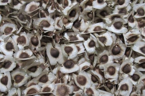 200 Moringa Seeds for Planting | Premium Germination, Edible Malunggay Seeds