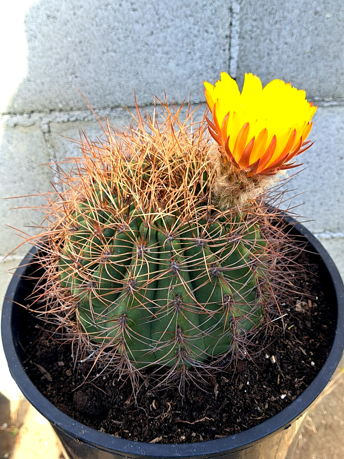 Soehrensia Formosa Giant Echinopsis Cactus With Baby Plant Yellow Flowers