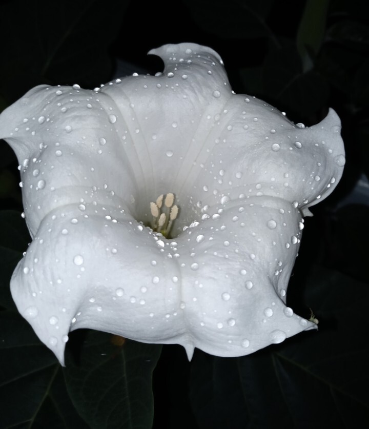 Over 100 Seeds. Huge Blooms! Datura Wrightii, Datura Innoxia, Sacred Datura