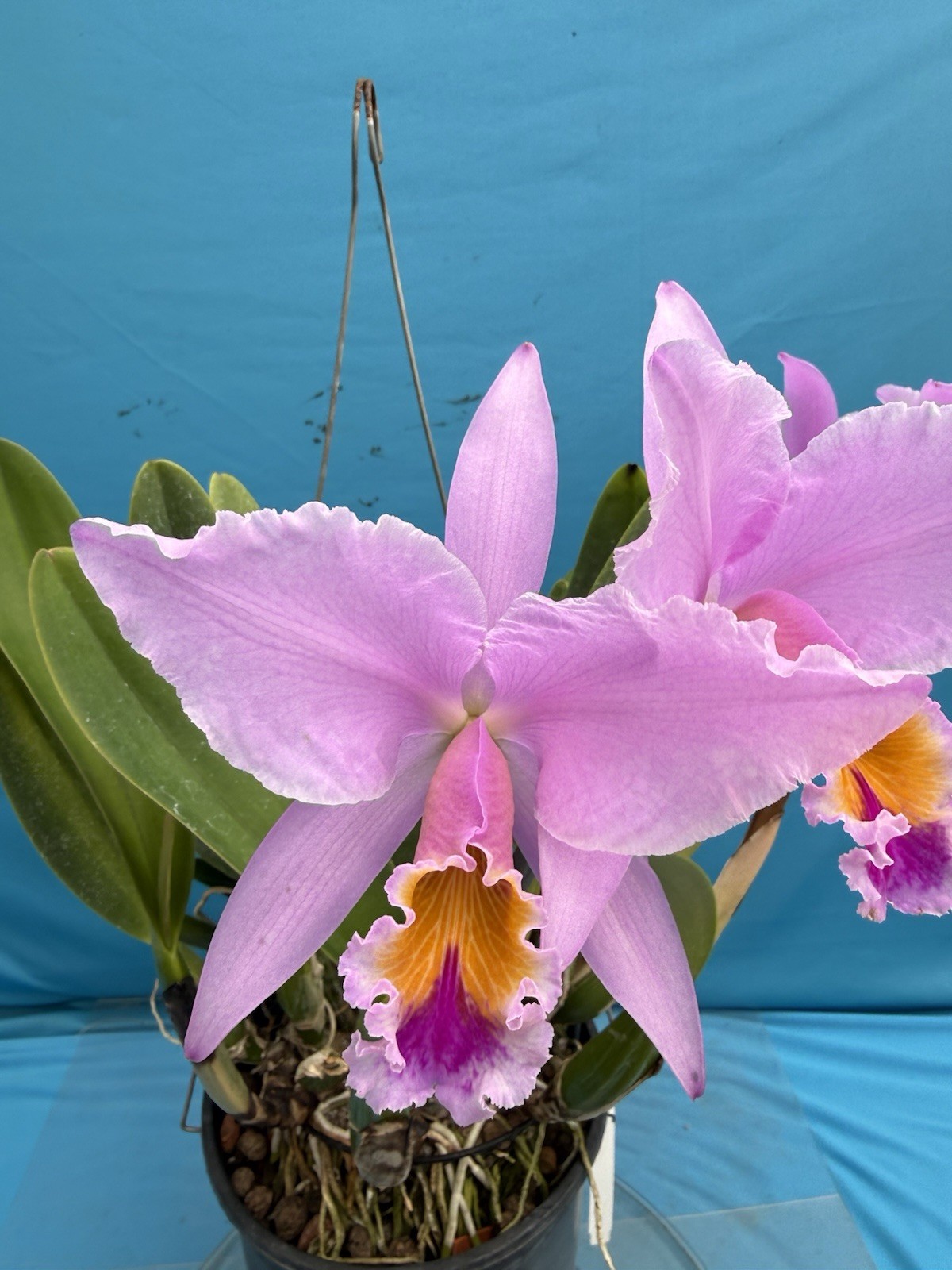 Cattleya gaskelliana ‘Elena’ X Self Species Orchid Eros 10” Pt 2 Sheaths + Bloom
