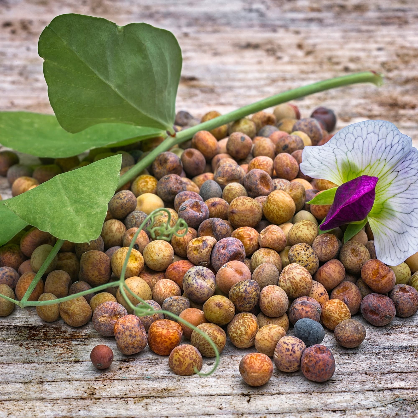 Austrian Winter Pea Seeds – Excellent Cover Crop and Food Plot Forage for Deer a