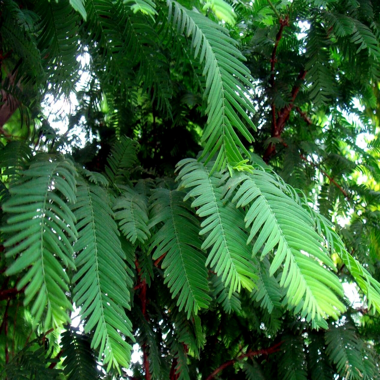Dawn Redwood Tree Seeds (Metasequoia glyptostroboides) Fast Hardy Bonsai Plant