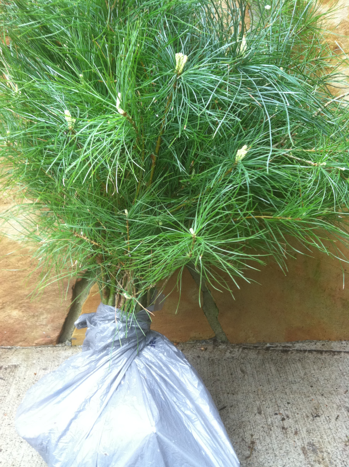 Eastern White Pine Tree Seedlings /Transplants 18″-24″; lot of 5 each;