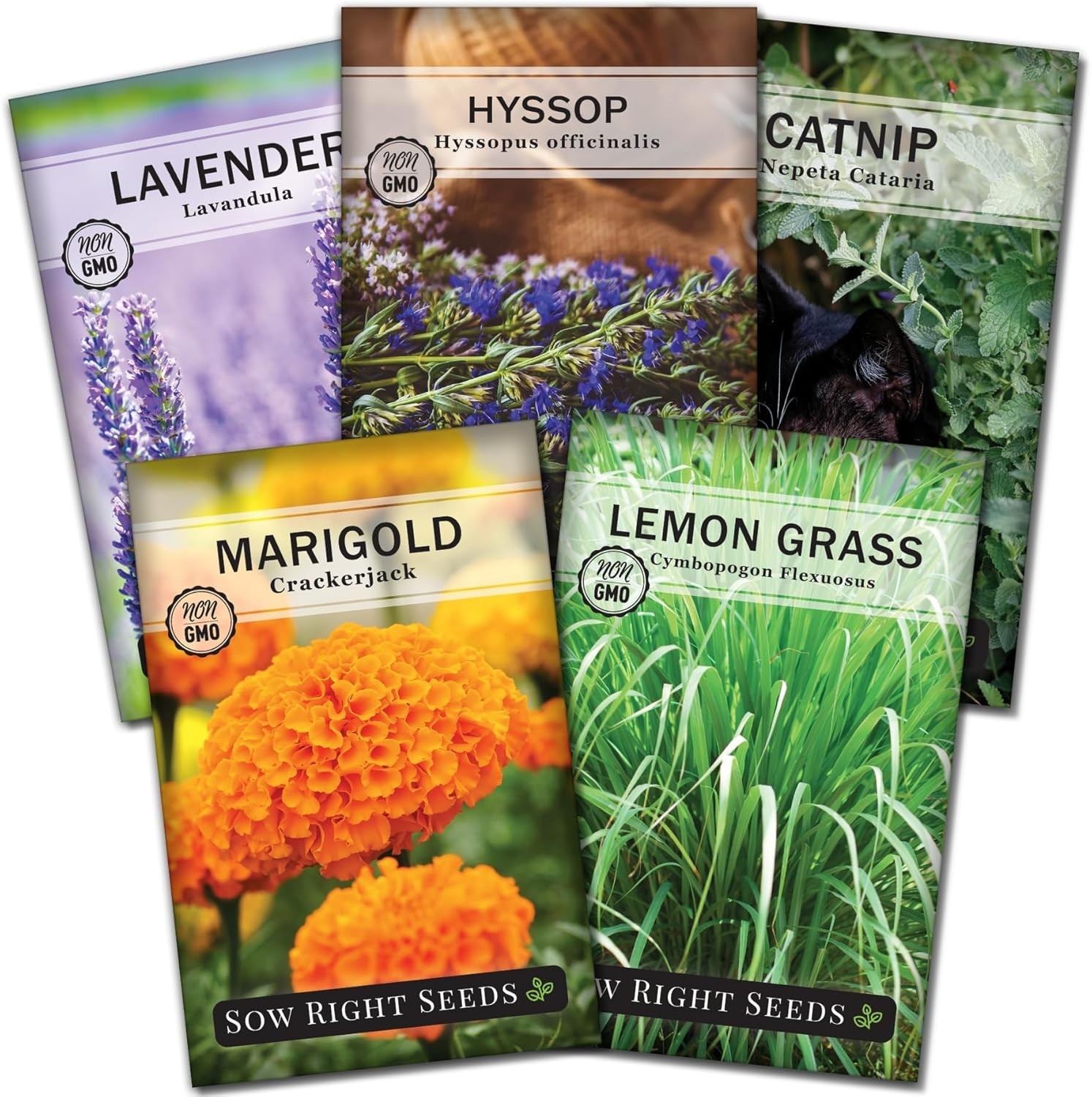 Sow Right Seeds – Insect & Pest Repellent Seed Collection for Planting – Lavende