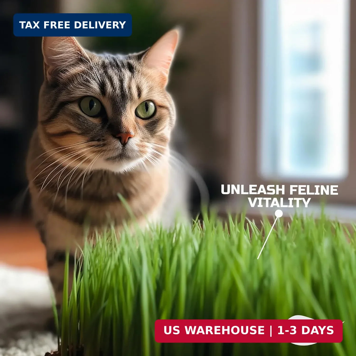 CATGRASS Seeds | Non GMO | Grown in USA | from Our Farm to Your Home (1POUND(16o