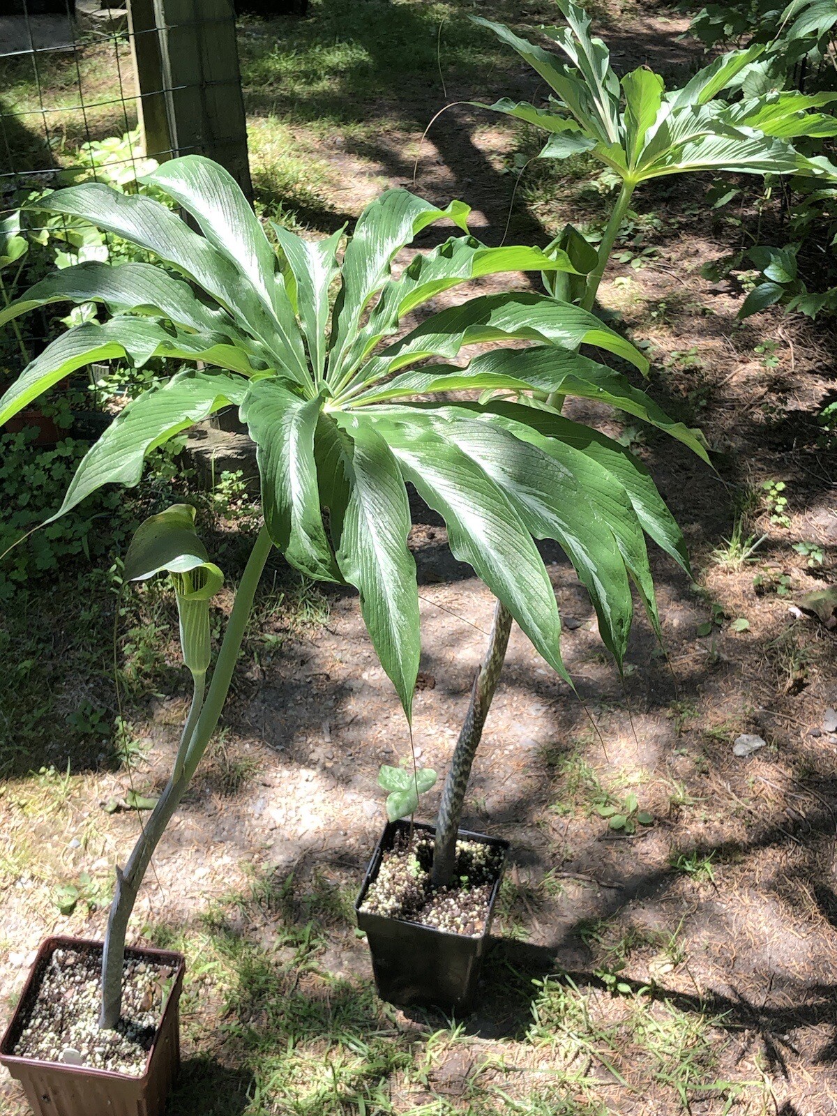 10 ARISAEMA CONSANGUINEUM ‘Silver Center’ Seeds-Himalayan Cobra Lily