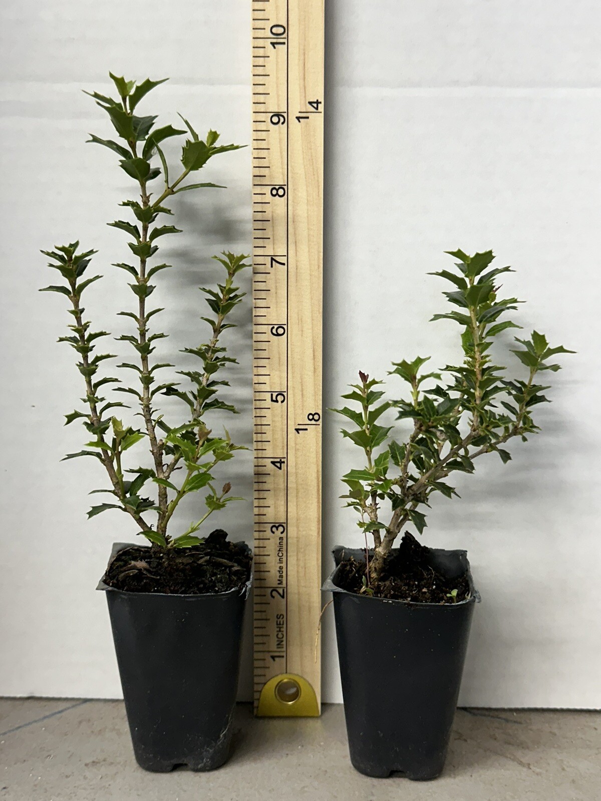 Party Princess ‘Kaori Hime’ Fragrant Sweet Tea Olive Osmanthus fragrans-STARTER