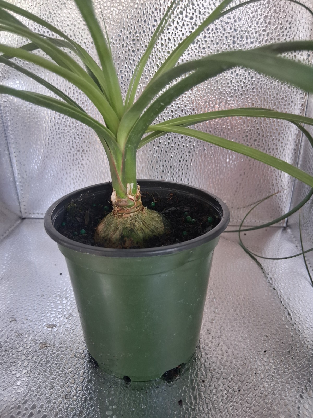 Ponytail Palm 4 Inch