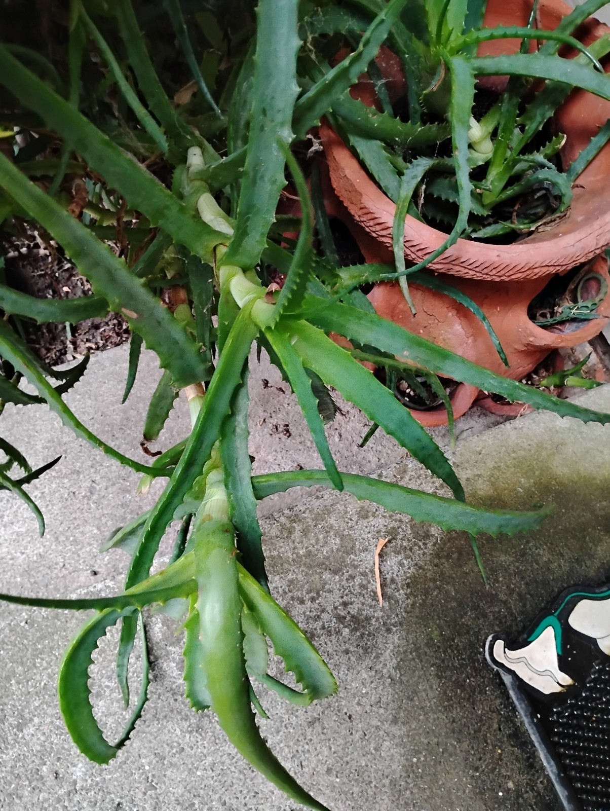 Large Aloe Arborescens Cactus Plant Cuttings from 40 year old Healing Plant.