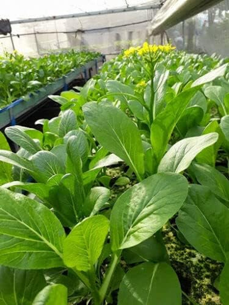 2000+ Seeds Brassica Juncea Choy Sum Mustard Yu Choy Sum Seeds, USA Chinese Broc