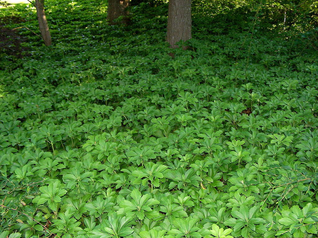 12 Pachysandra Terminalis Japanese Spurge Evergreen Live Perennial Plants