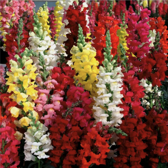 Cold hardy Perennial Snapdragon Seeds Various Colors to Choose From