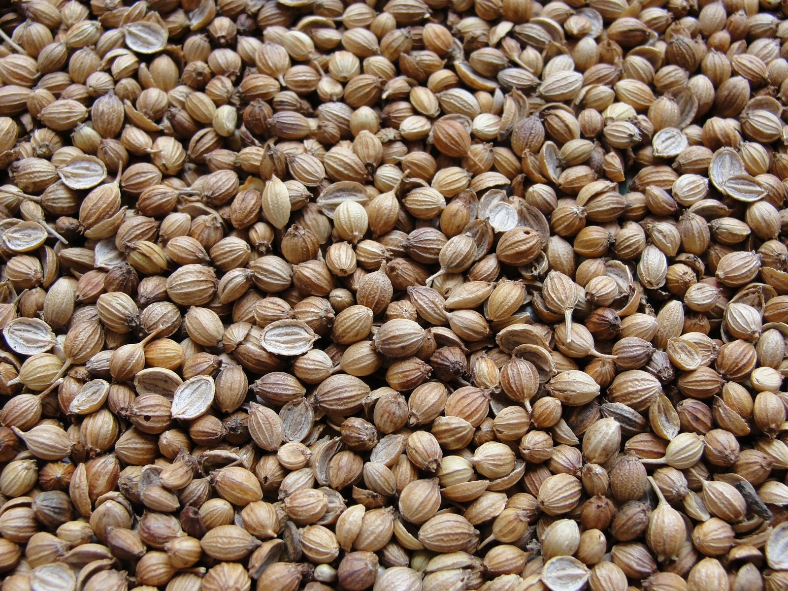 Cilantro Seeds , Seeds for Microgreen, 2 oz