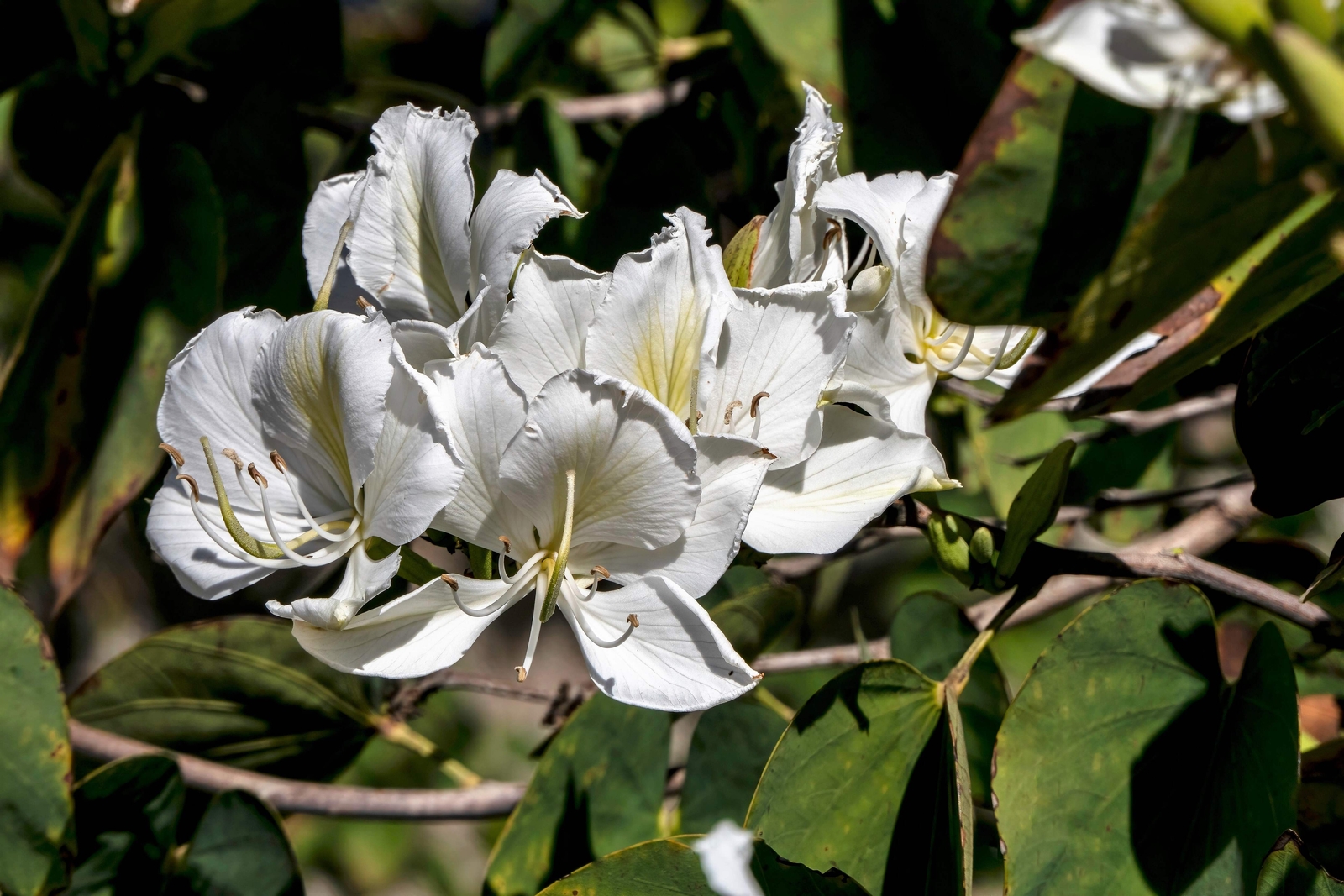 10 WHITE ORCHID TREE Bauhinia Alba Camel’s Foot Butterfly Flower Tree Seeds