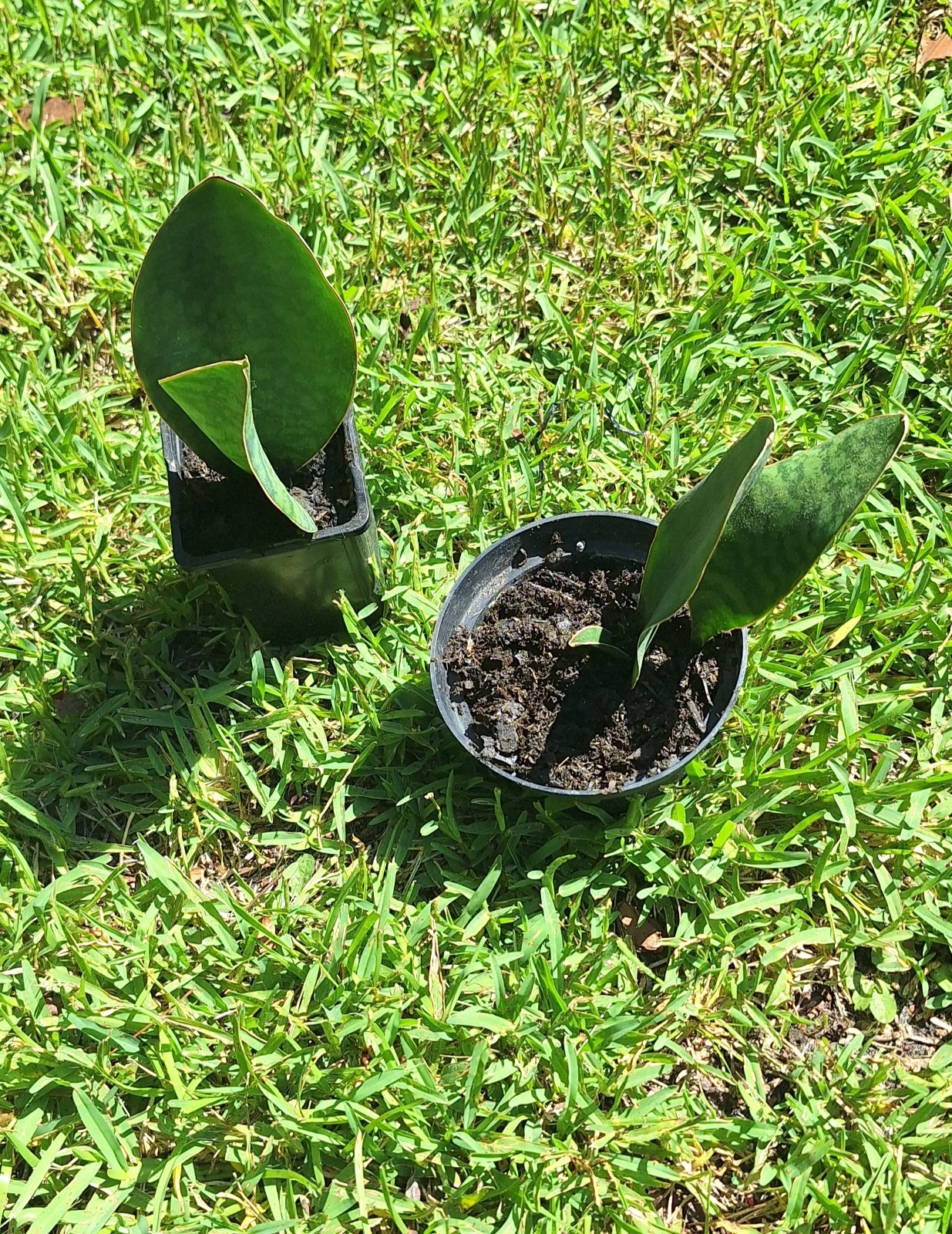 Plants Double Fins-Whale Fin Snake Plant Sanserveria. Two In Mini Pots.