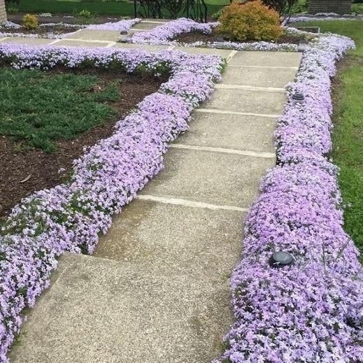 Creeping Phlox (Phlox Subulata) Emerald Blue 4′ in Pot