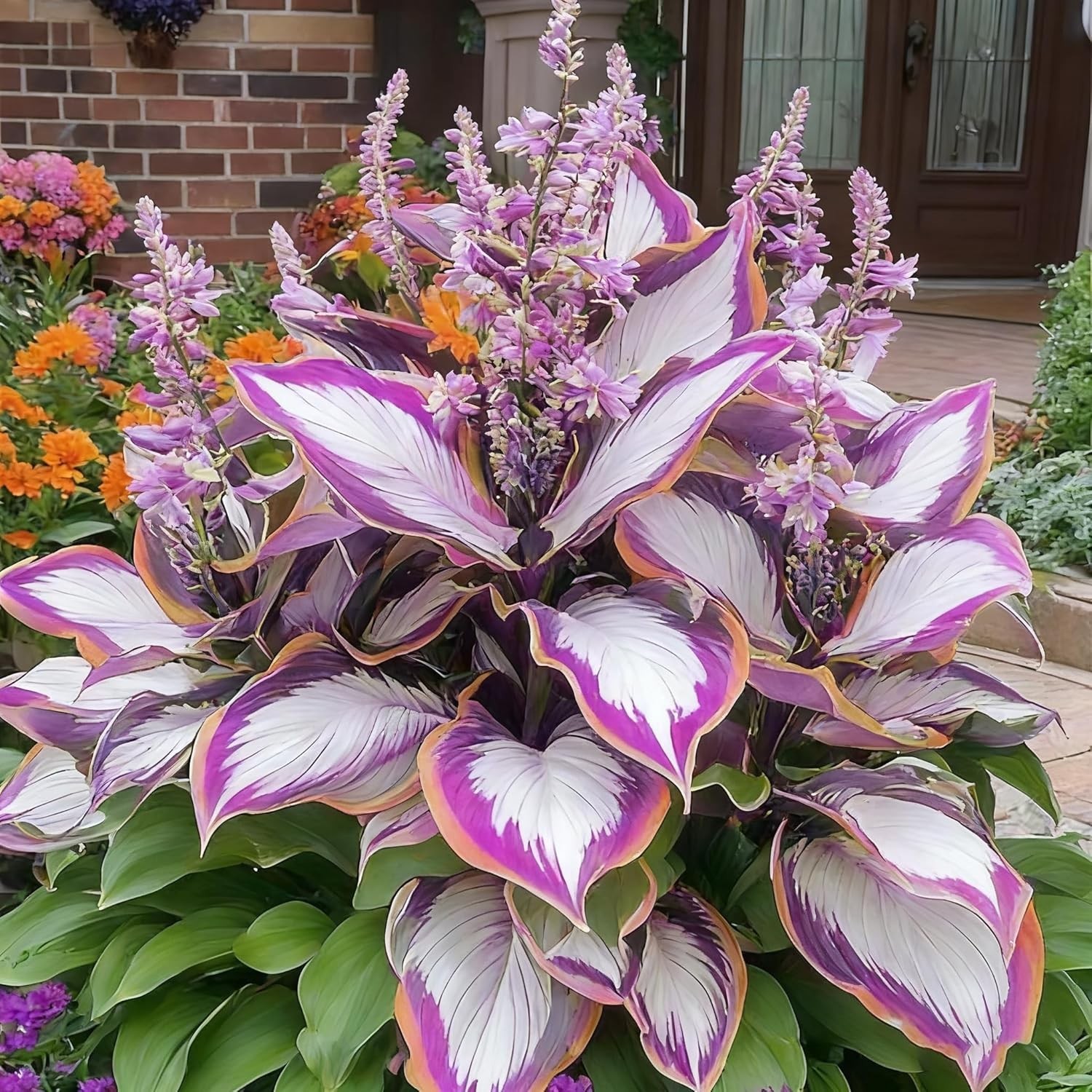 Hosta Seeds for Planting, 300+ Mixed Color Perennial Seed, Mix