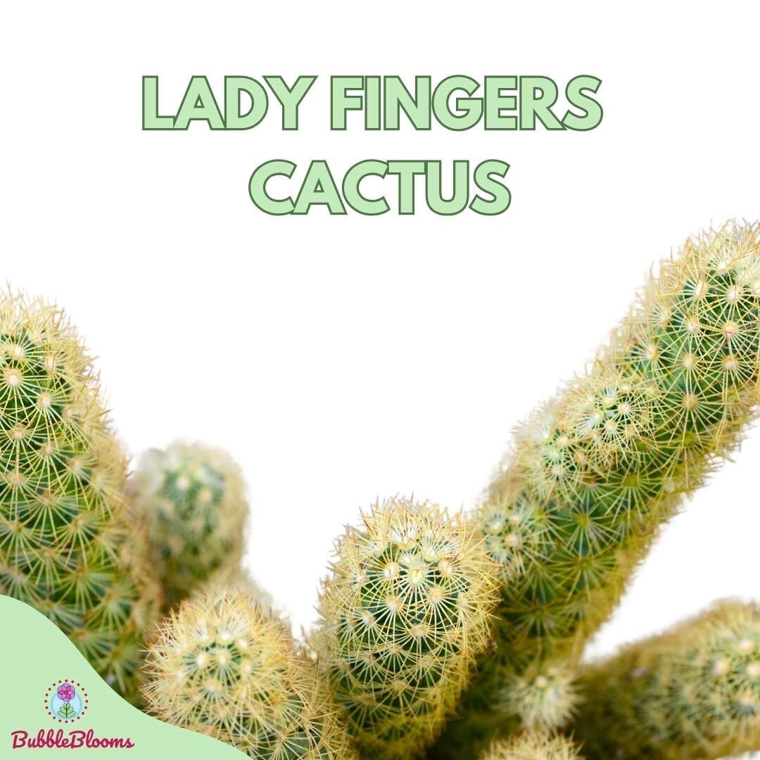 Copper King, 2 inch Set of 3, Lady Fingers Mammillaria elongata Tiny Mini Pixie
