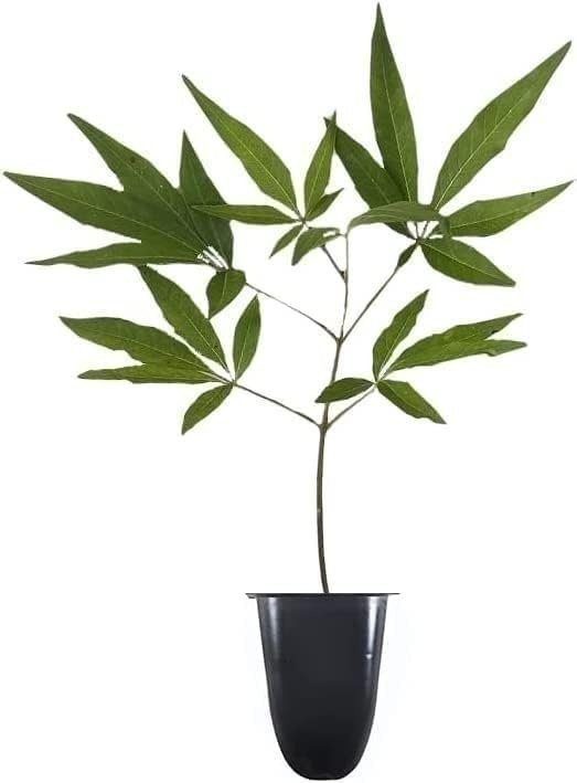 Chaste Tree | 2 Inch | Vitex agnus-castus | Low Maintenance | Purple Flowers