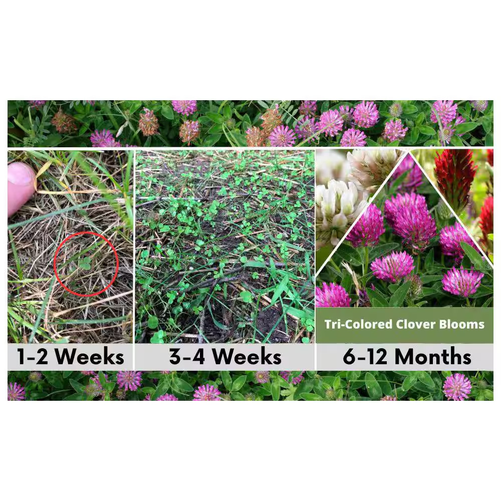 Tri-Color Lawn Flower Seed, Crimson, Medium Red and Dutch White Clovers, Kraft P