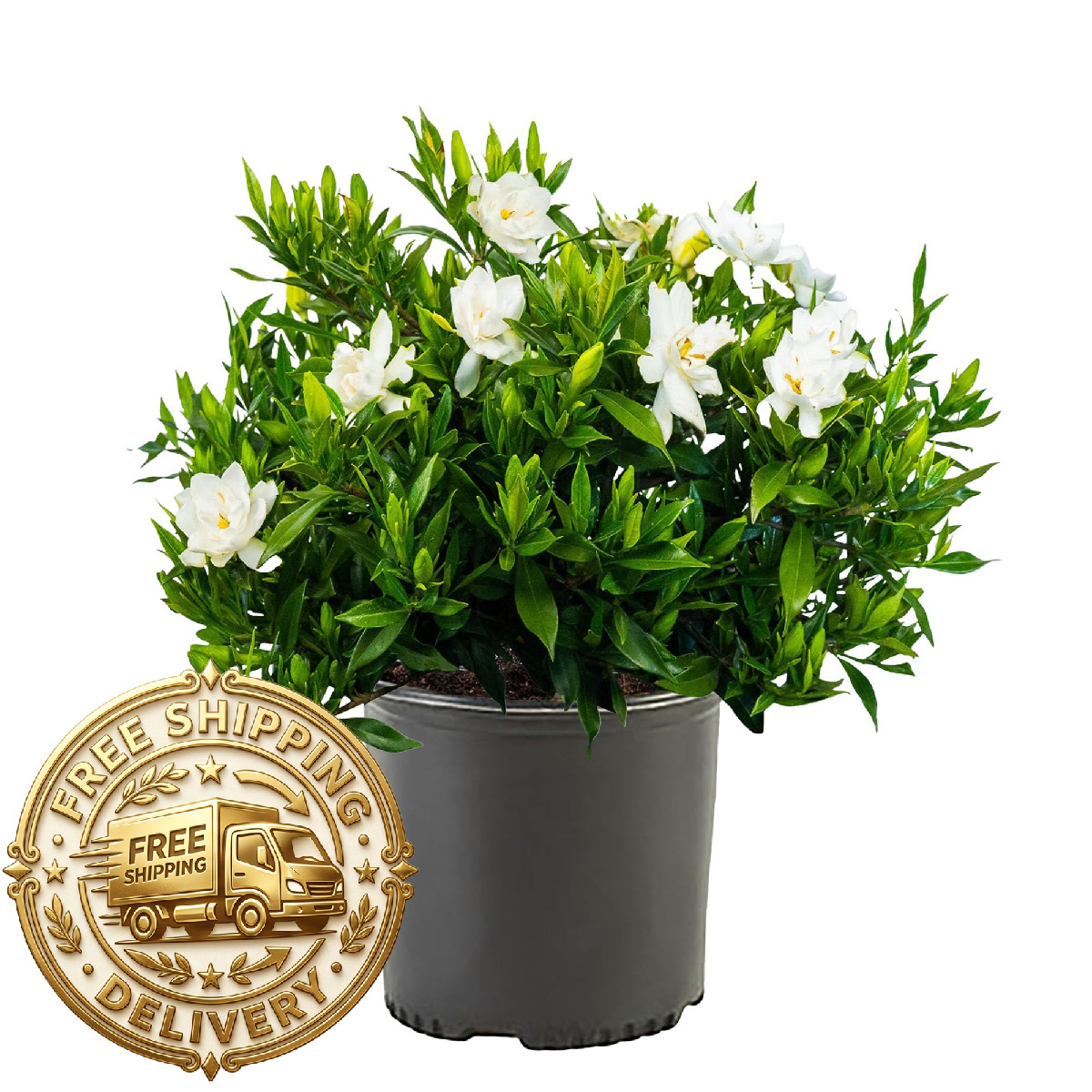Generic Shrub Frostproof Gardenia 2.5 Qt White Blooms