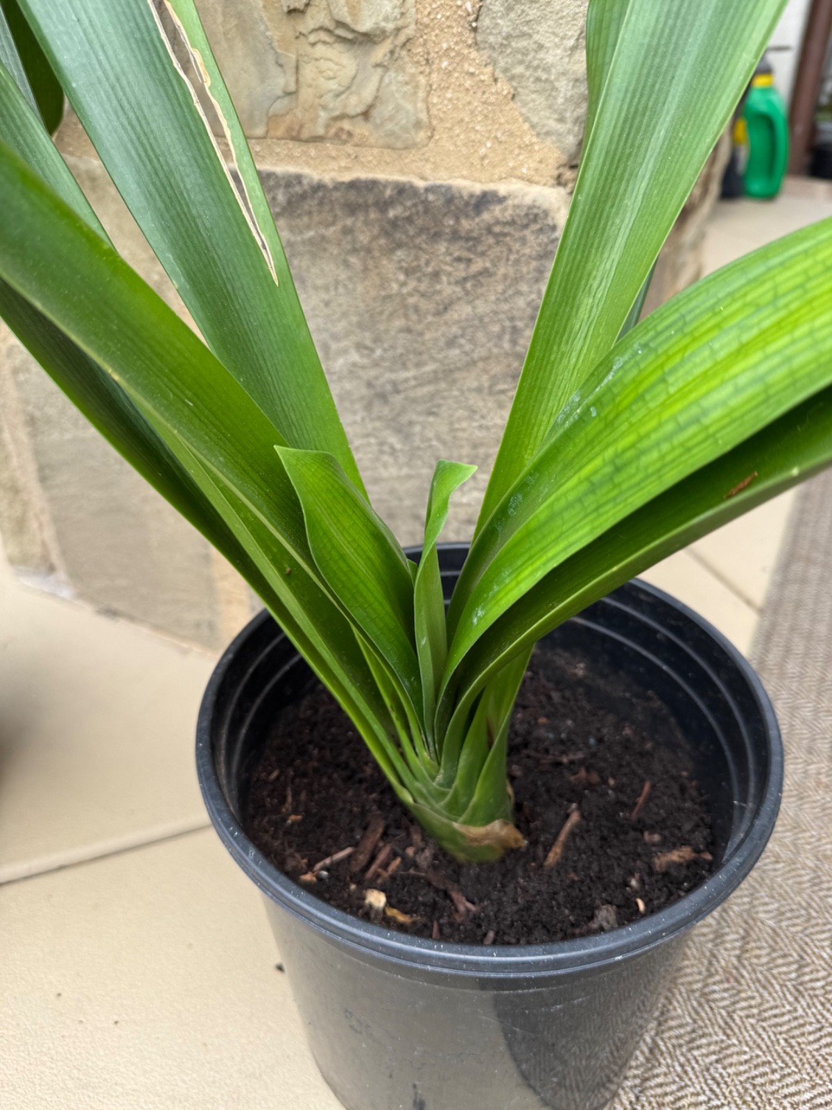 1 Large, Mature Yellow Clivia Miniata Bush Lily Plants, 10 -12 Leaves