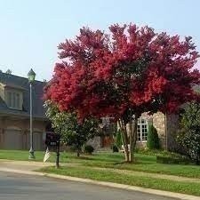 Crape Myrtle Dynamite Red | Extra Large 3 Gallon Plant | Vivid Red Blooms &…