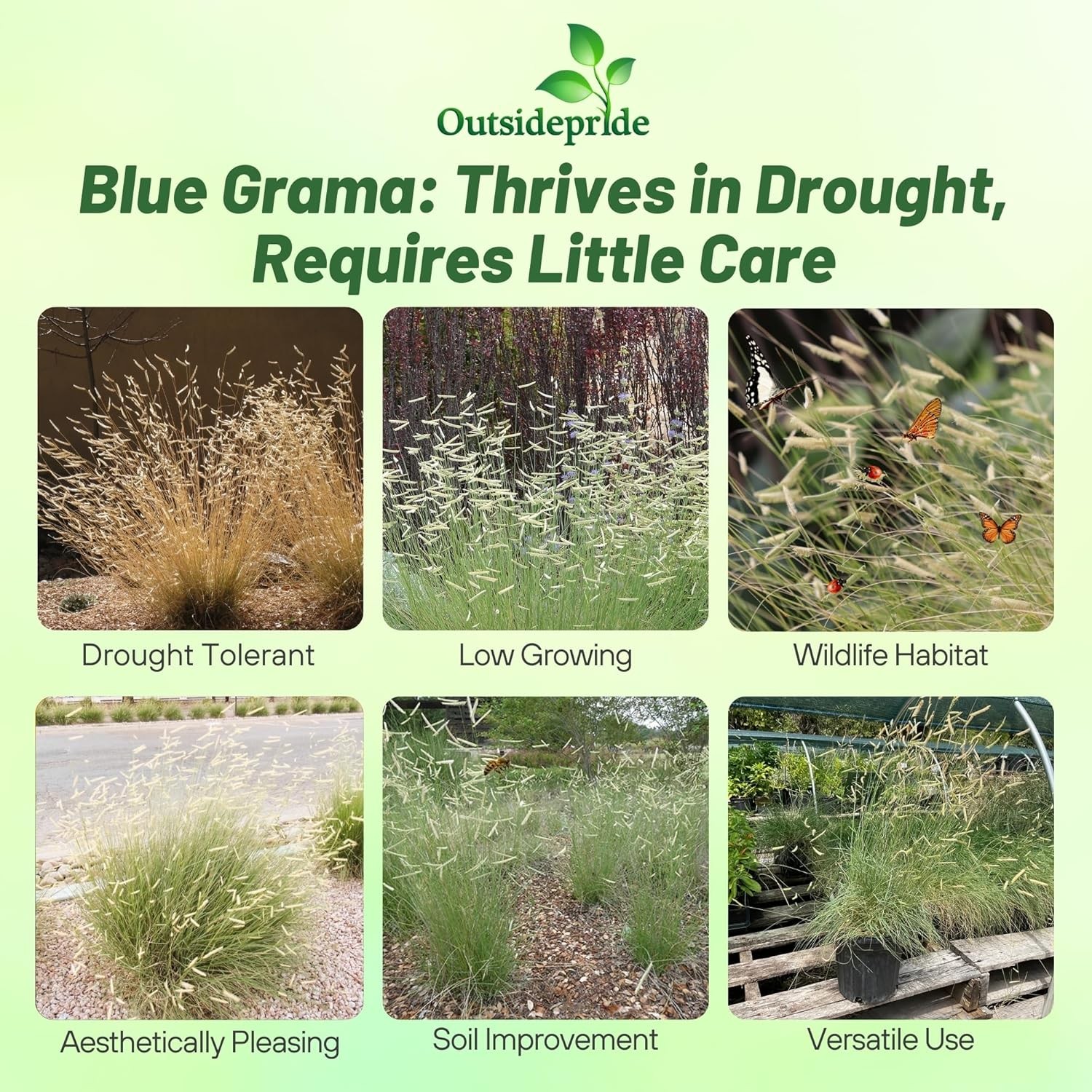 1 LB Blue Grama Native & Prairie Grass For Drought Tolerance & Xeriscape
