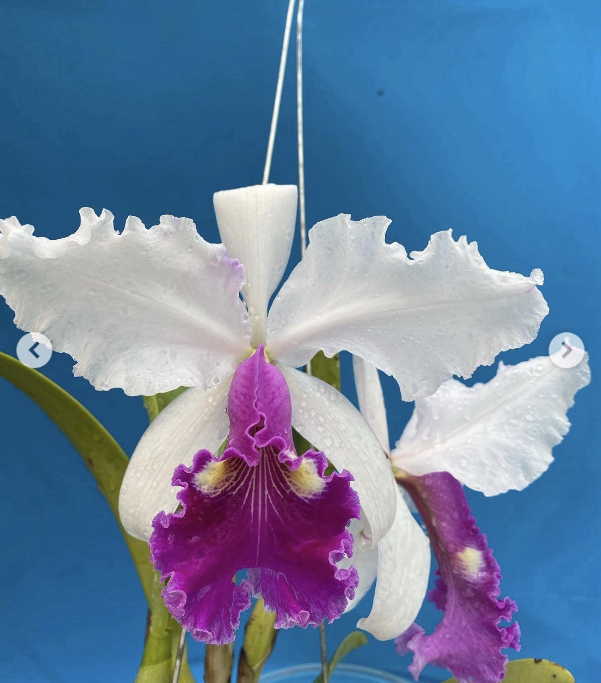 Cattleya warscewiczii S/A Purple White ‘Soft Touch’ Orchid Eros Species 5.5” Pot