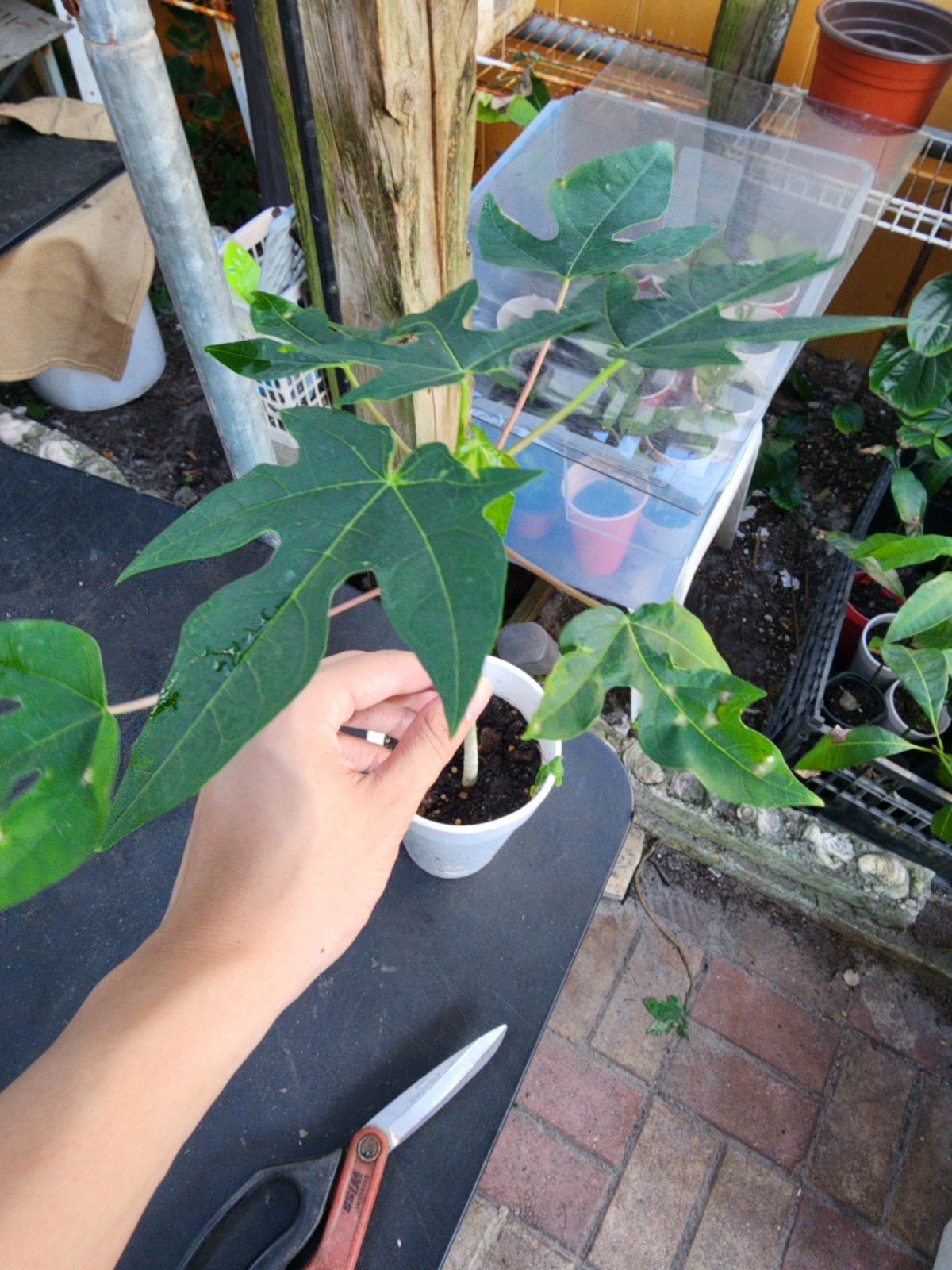 Hawaiian Dwarf Papaya Tree 5”-10” Live Tropical Fruit Plant | Ultra Rare Organic