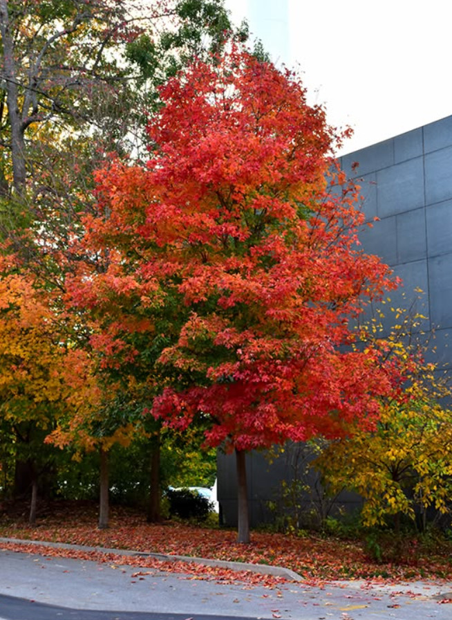 Live Sugar Maple Plant – Quart Pot – Fall Color Ornamental Landscape Tree