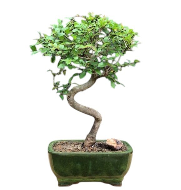 Chinese Elm Bonsai Tree Live Indoor Curve Trunk Feng Shui Plant 10” Tall