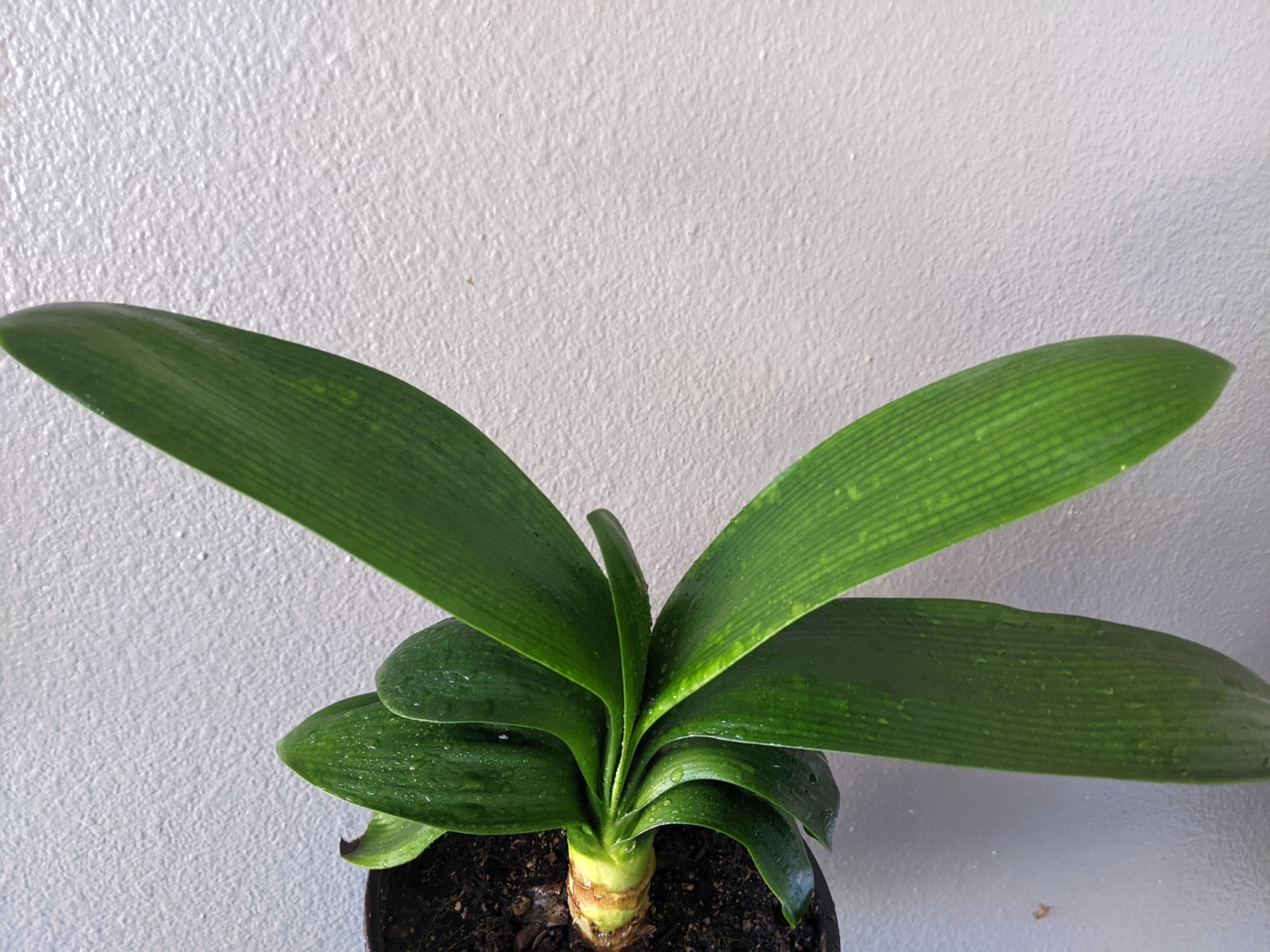 Clivia Offset, TK DARUMA Yellow, one year old, FREE Shipping