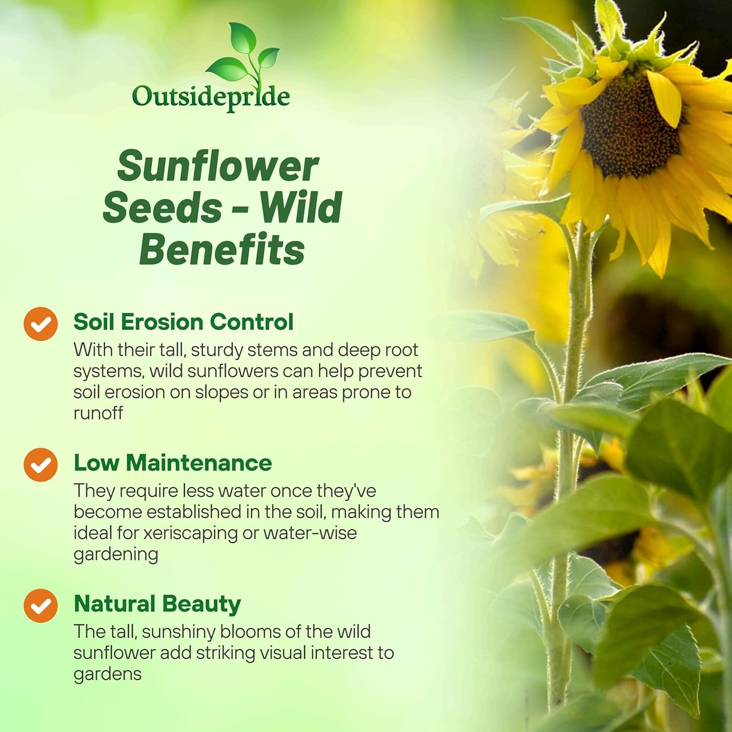 1000 Seeds Wild Sunflower Seed For Planting Outdoors – Helianthus Annuus
