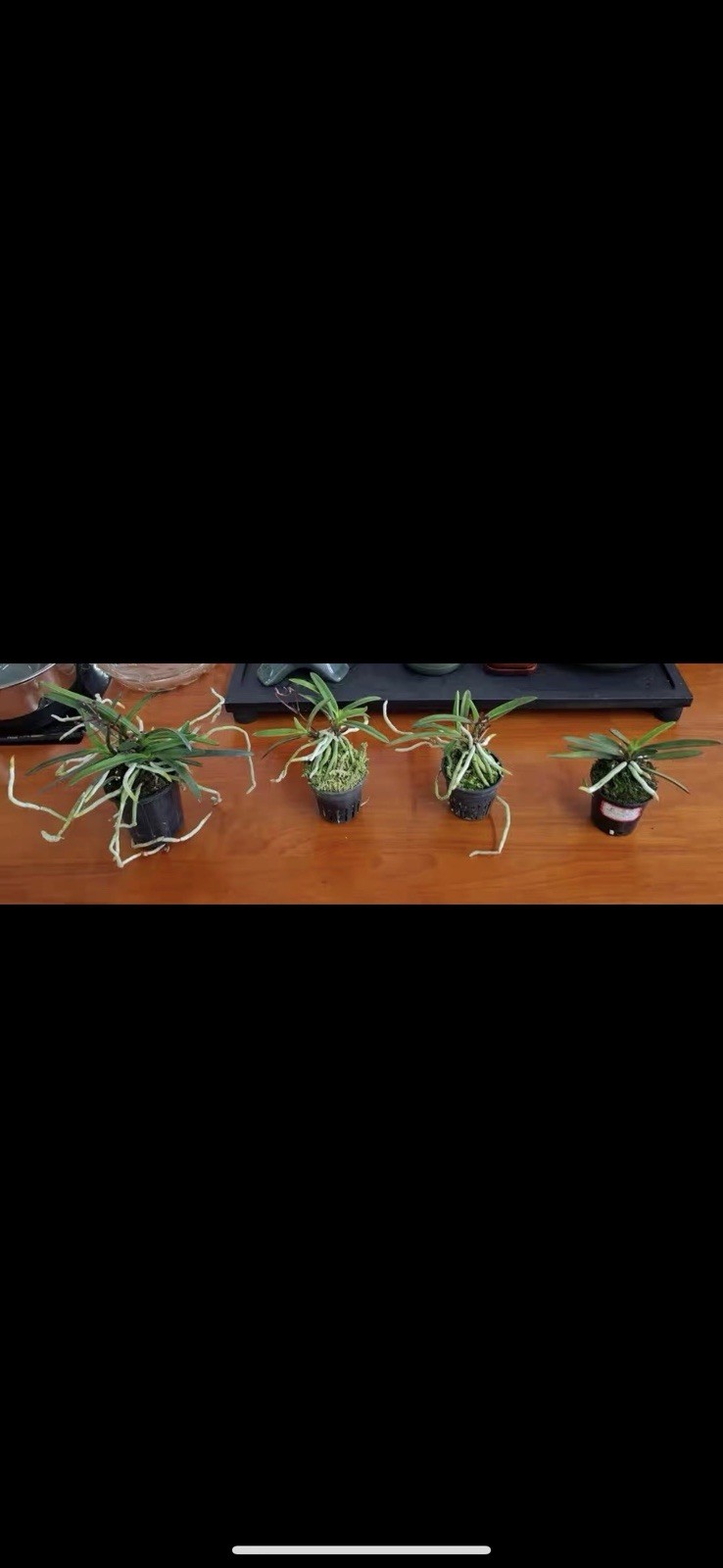 Vanda falcata ‘Cultivar Name’ Variegated Wind Orchid Exact Plant Budding