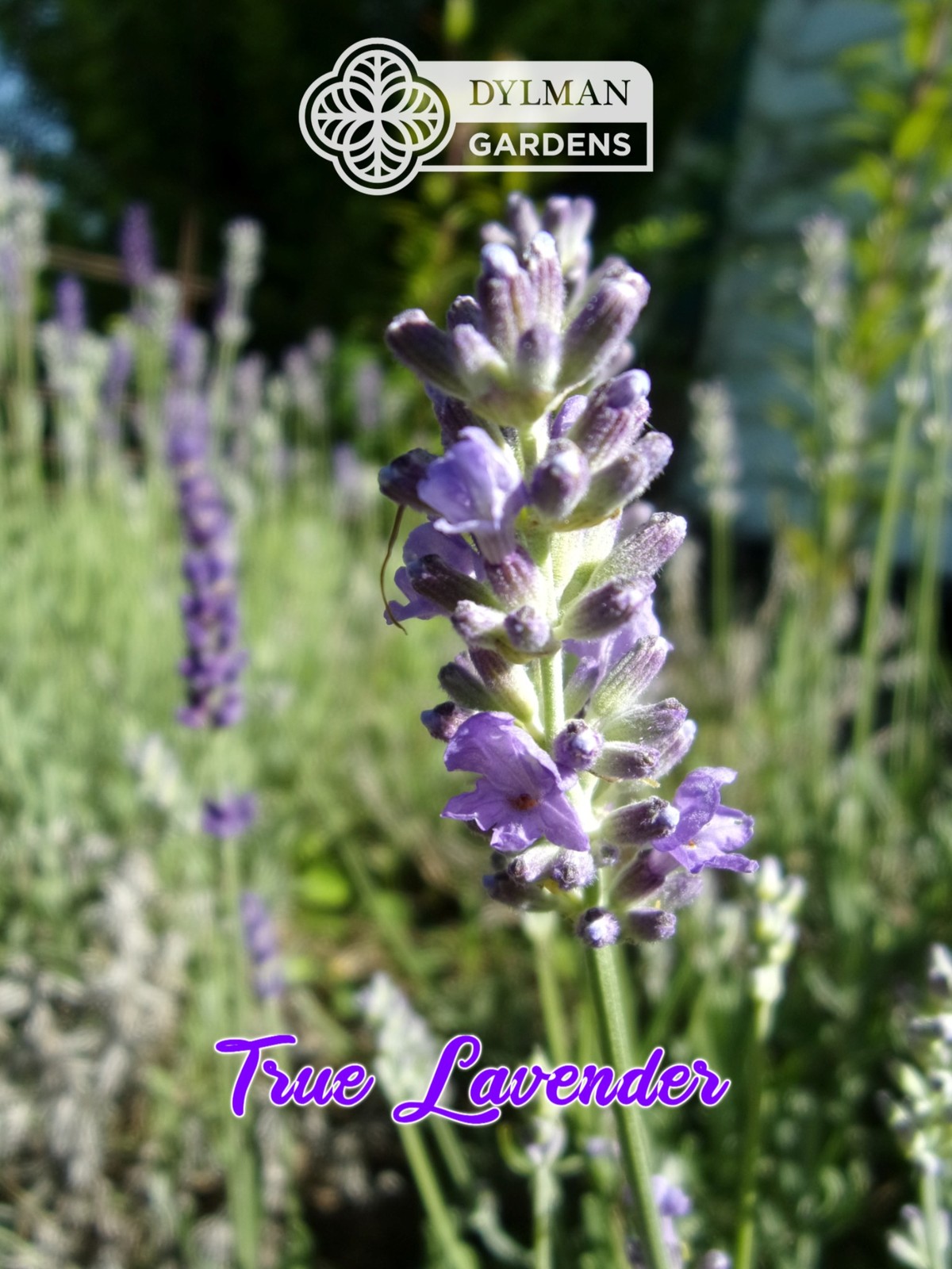 True Lavender (Lavandula angustifolia) Herb – Dwarf Lavender – Multiple Sizes