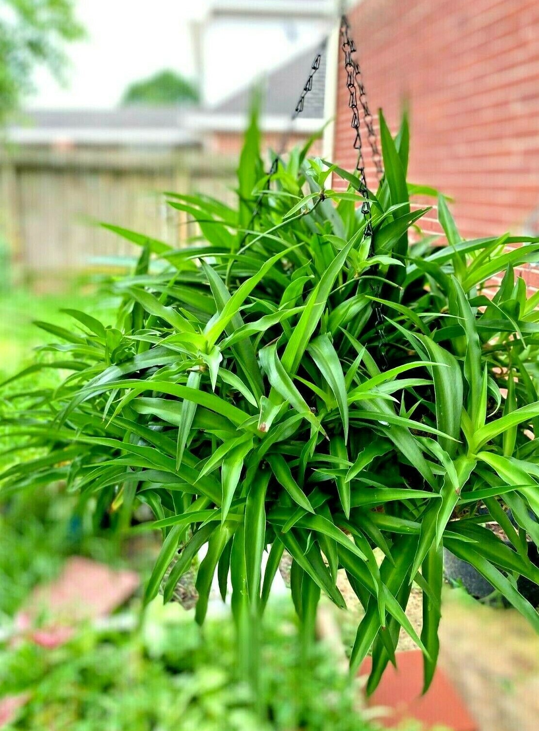 Six of spider house plant rooted-Green Air Clean Plant Hanging Basket