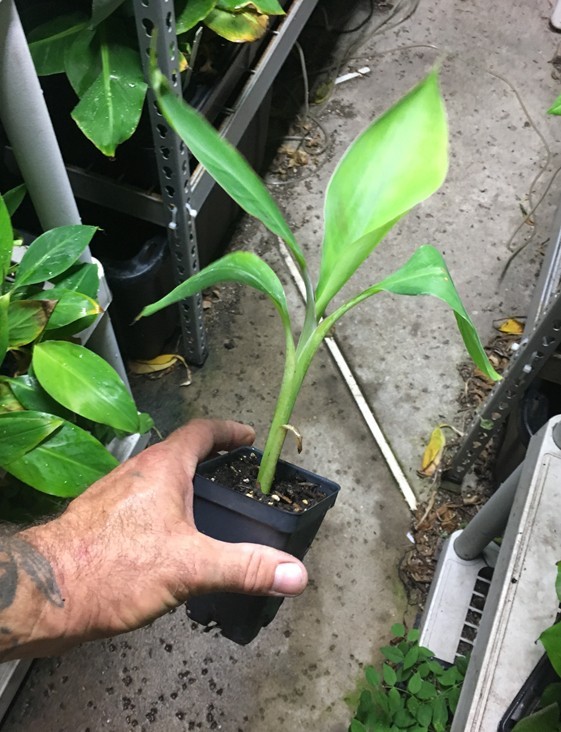 Dwarf Brazilian Banana Plant – Hawaiian Apple Banana – Live Plant