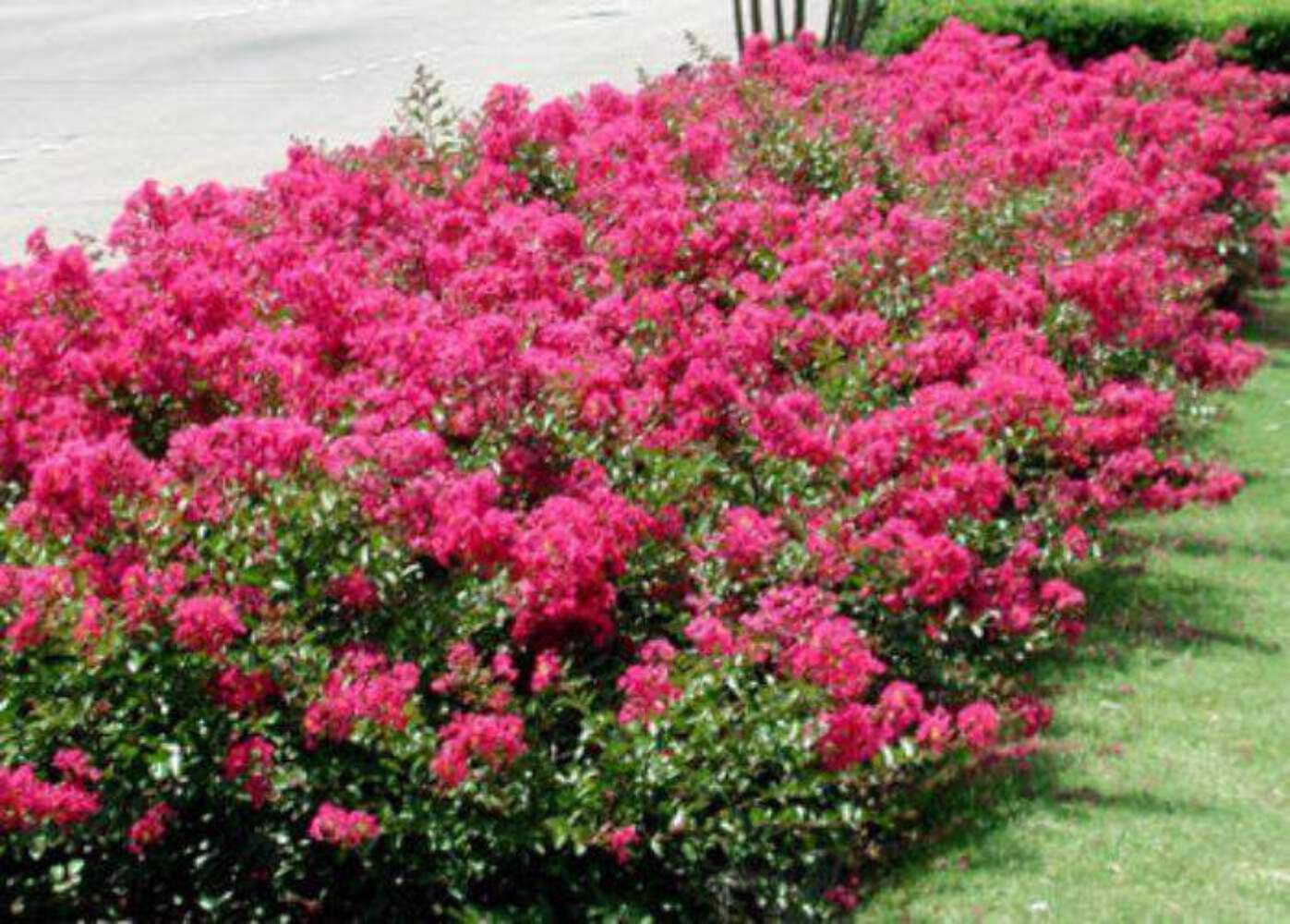 Baton Rouge Crape Myrtle: A Miniature Marvel with Rich Watermelon Red Blooms