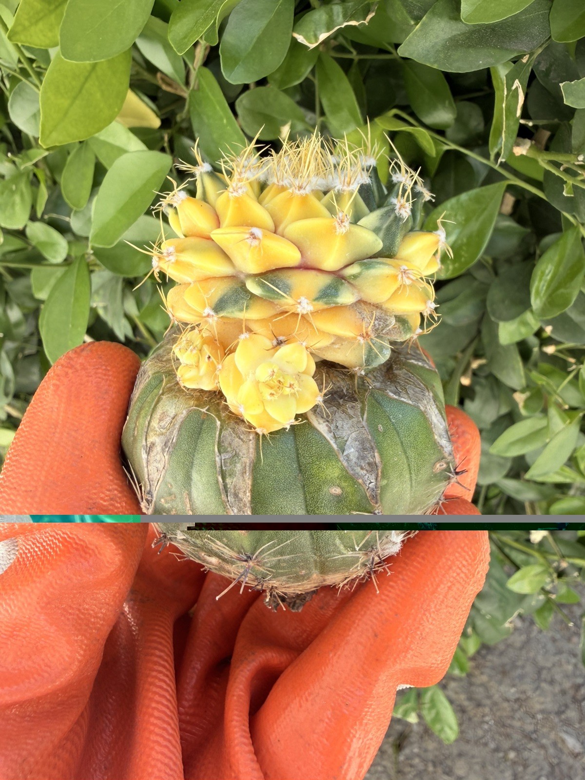 Rare Cactus Variegated Grafted
