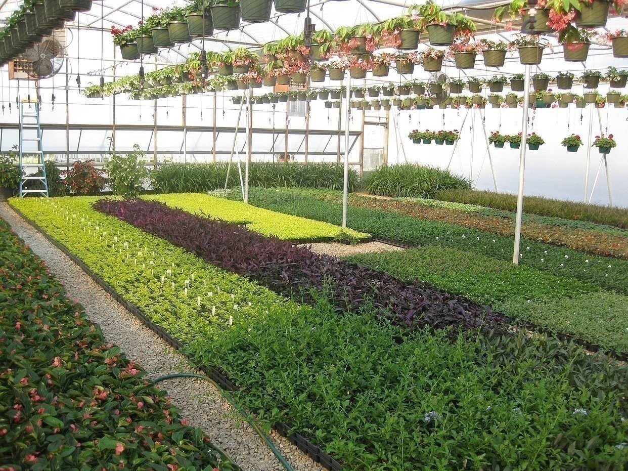 Boxwood Wintergem | 15 Live 2 Inch Plants | Buxus sinica | Evergreen Hedge Plant