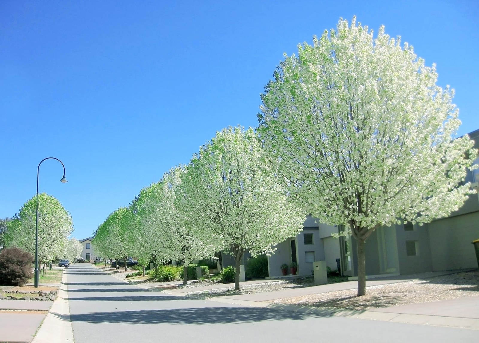 White Poplar Cuttings to Grow – Populus alba – Silver Leafs are Very Attractive