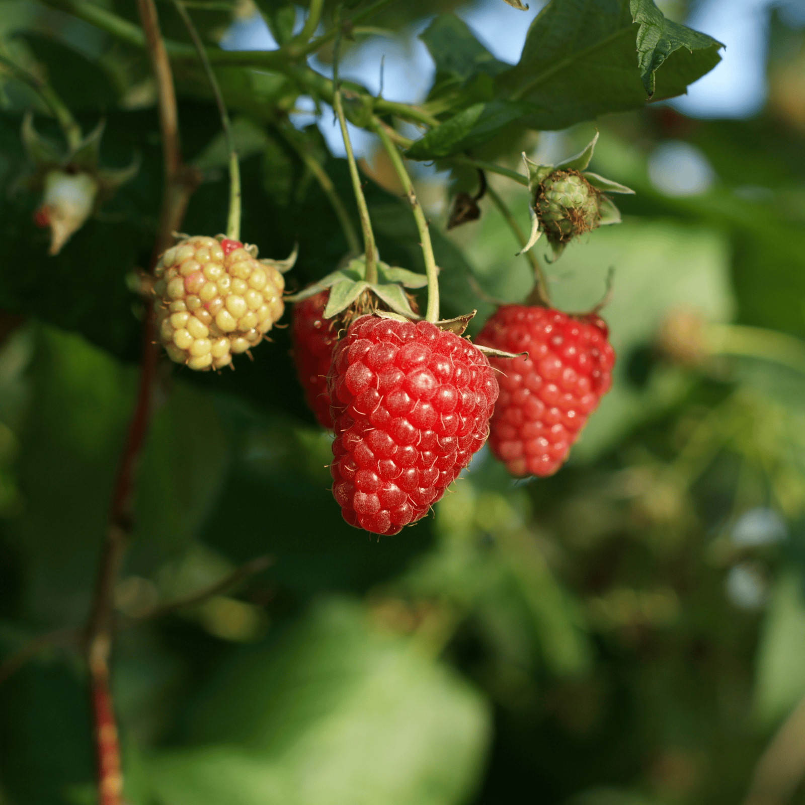 Hand Picked Nursery Killarney Raspberry Canes – Bare Root Canes, 1-Year-Old