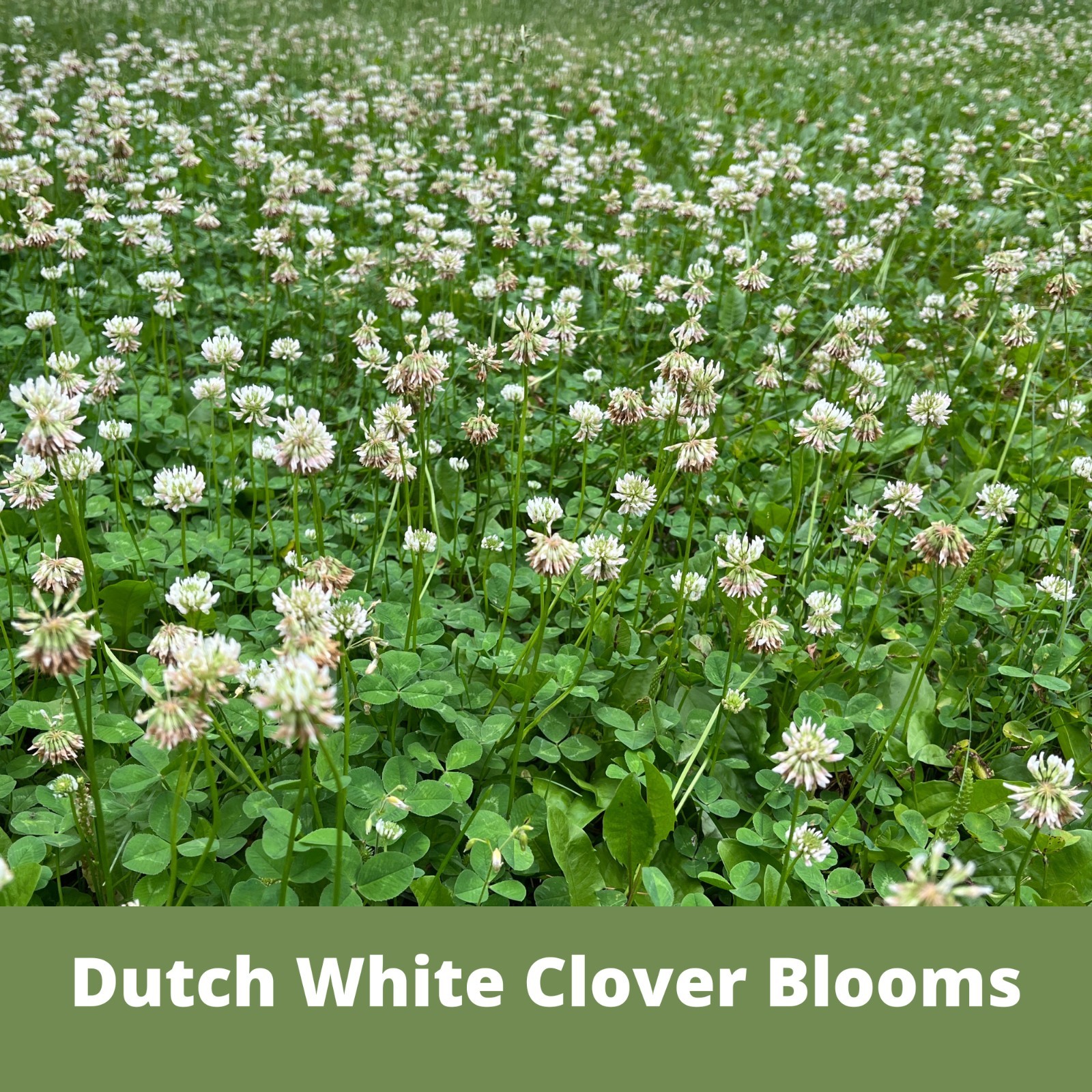 Dutch White Clover Seed, Organic Coated, Eco-Friendly, Low Maintenance